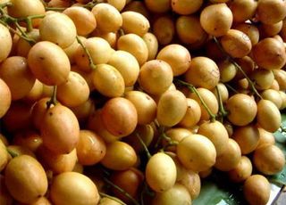 Burmese-Grape (Oops! image not found)