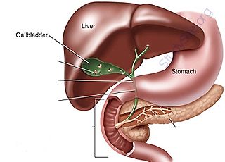 Gallbladder (Oops! image not found)