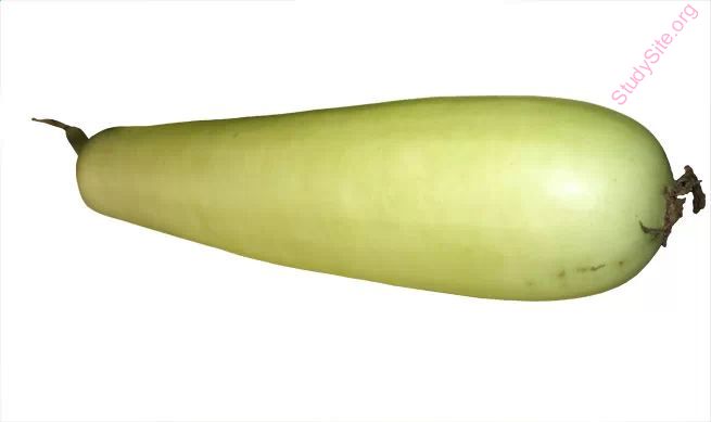 gourd (Oops! image not found)