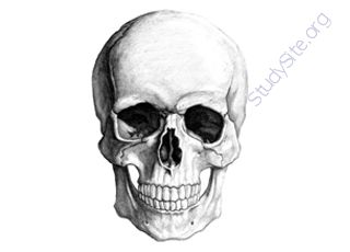 Skull (Oops! image not found)