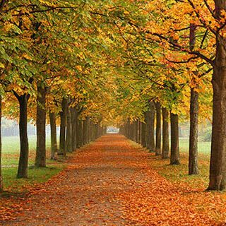 English To Urdu Dictionary Meaning Of Autumn In Urdu Is خزاں