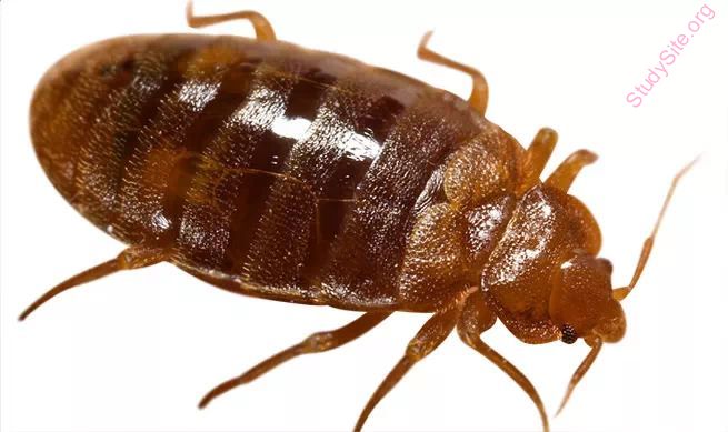 bedbug (Oops! image not found)