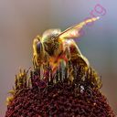 bee (Oops! image not found)