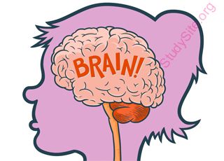 brain (Oops! image not found)