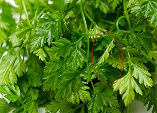 Chervil (Oops! image not found)