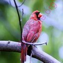 cardinal (Oops! image not found)