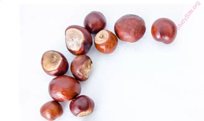 chestnut (Oops! image not found)