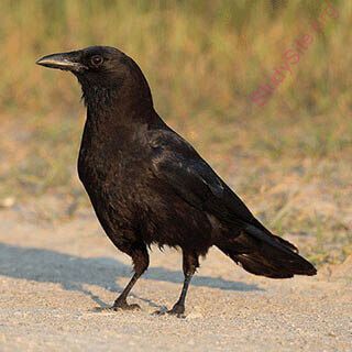 crow (Oops! image not found)