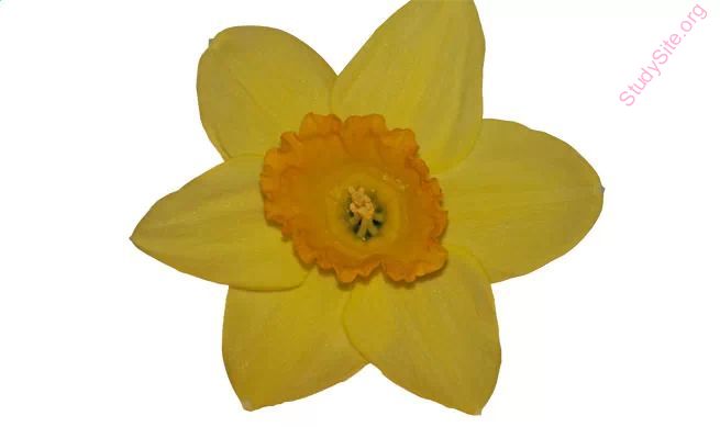 daffodil (Oops! image not found)