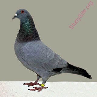 English To Nepali Dictionary Meaning Of Dove In Nepali Is ढ क र ढ क रल ढ क रक ढ क क र स क भत त