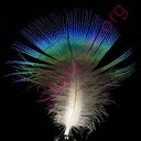 feather (Oops! image not found)