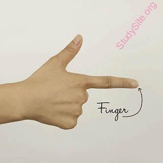 finger (Oops! image not found)