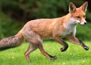 English to Kannada Dictionary - Meaning of Fox in Kannada is : ನರಿ