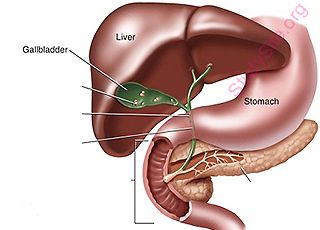 gallbladder (Oops! image not found)