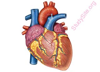 心脏解剖图英文标注图片