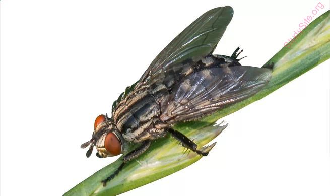 housefly (Oops! image not found)