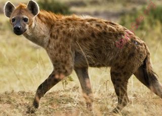 hyena (Oops! image not found)