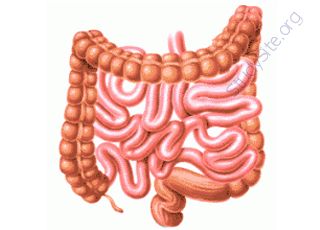 Intestines (Oops! image not found)