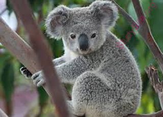 English to Marathi Dictionary - Meaning of Koala in Marathi is : कोलाला,  छोट्या अस्वलासारखा दिसणारा, कोआला