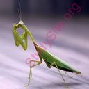 mantis (Oops! image not found)