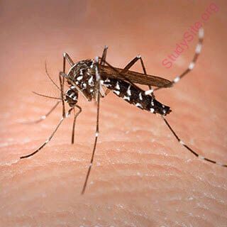 mosquito (Oops! image not found)