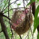 nest (Oops! image not found)