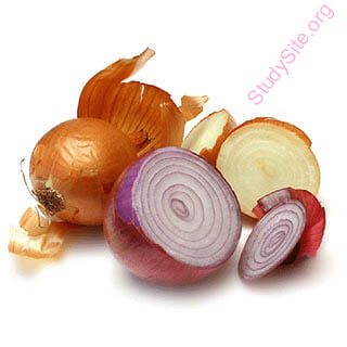 onion (Oops! image not found)
