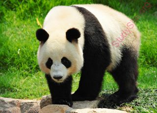 panda (Oops! image not found)
