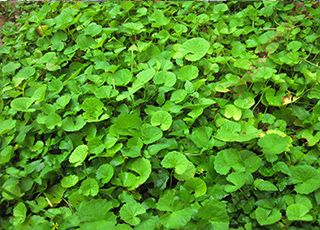 pennywort (Oops! image not found)