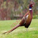 pheasant (Oops! image not found)