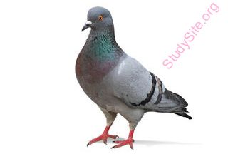 pigeon (Oops! image not found)