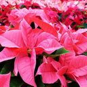 poinsettia (Oops! image not found)