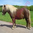 pony (Oops! image not found)