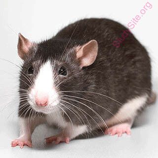 English to Korean Dictionary - Meaning of Rat in Korean is : 쥐