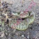 rattlesnake (Oops! image not found)