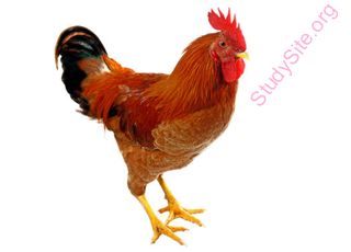 rooster (Oops! image not found)