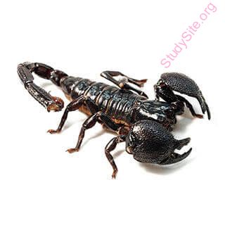 scorpion (Oops! image not found)