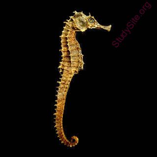 seahorse (Oops! image not found)