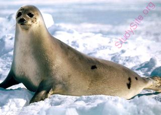 seal (Oops! image not found)