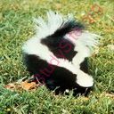 skunk (Oops! image not found)