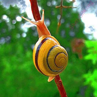 snail (Oops! image not found)