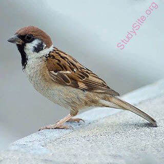 sparrow (Oops! image not found)