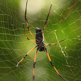 spider (Oops! image not found)