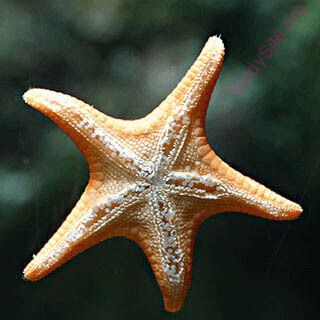 starfish (Oops! image not found)