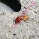 termite (Oops! image not found)