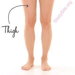 thigh (Oops! image not found)