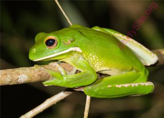 tree-frog (Oops! image not found)