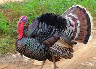 turkey (Oops! image not found)