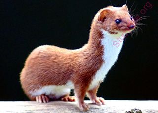 weasel (Oops! image not found)